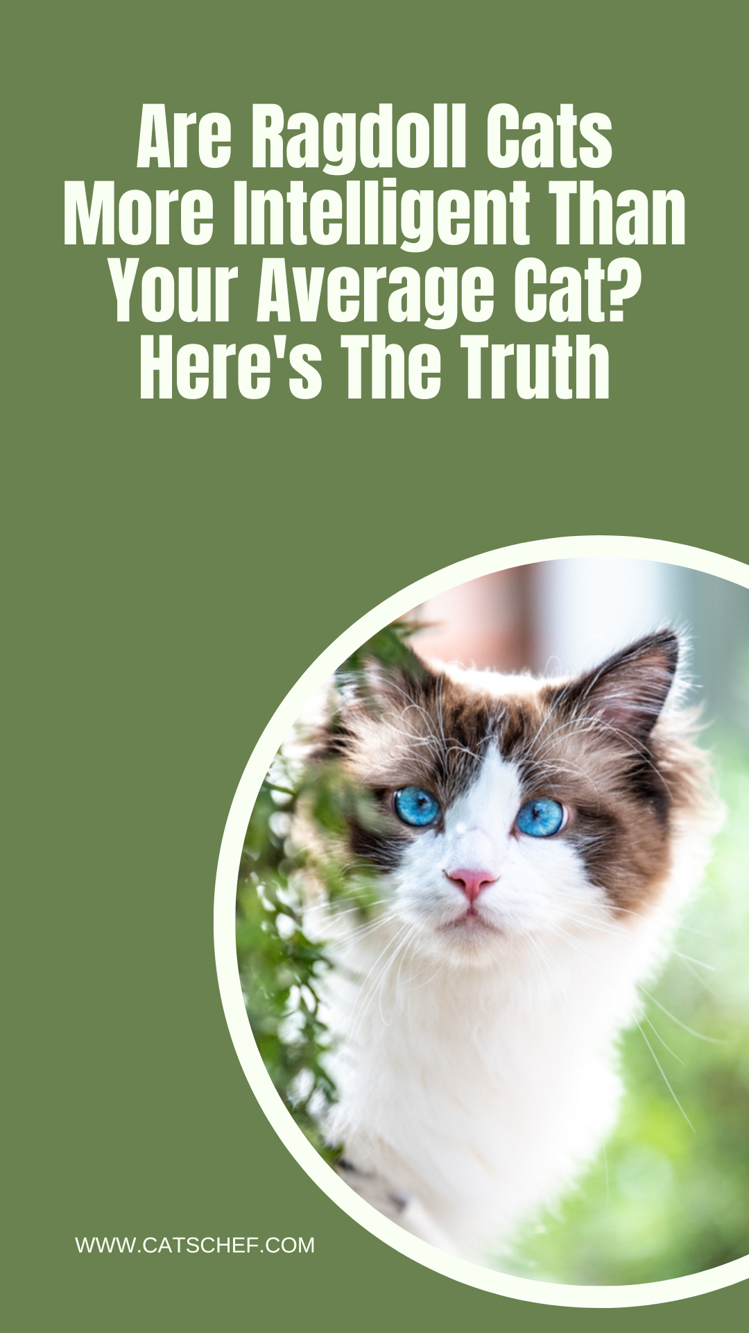 Are Ragdoll Cats More Intelligent Than Your Average Cat? Here's The Truth