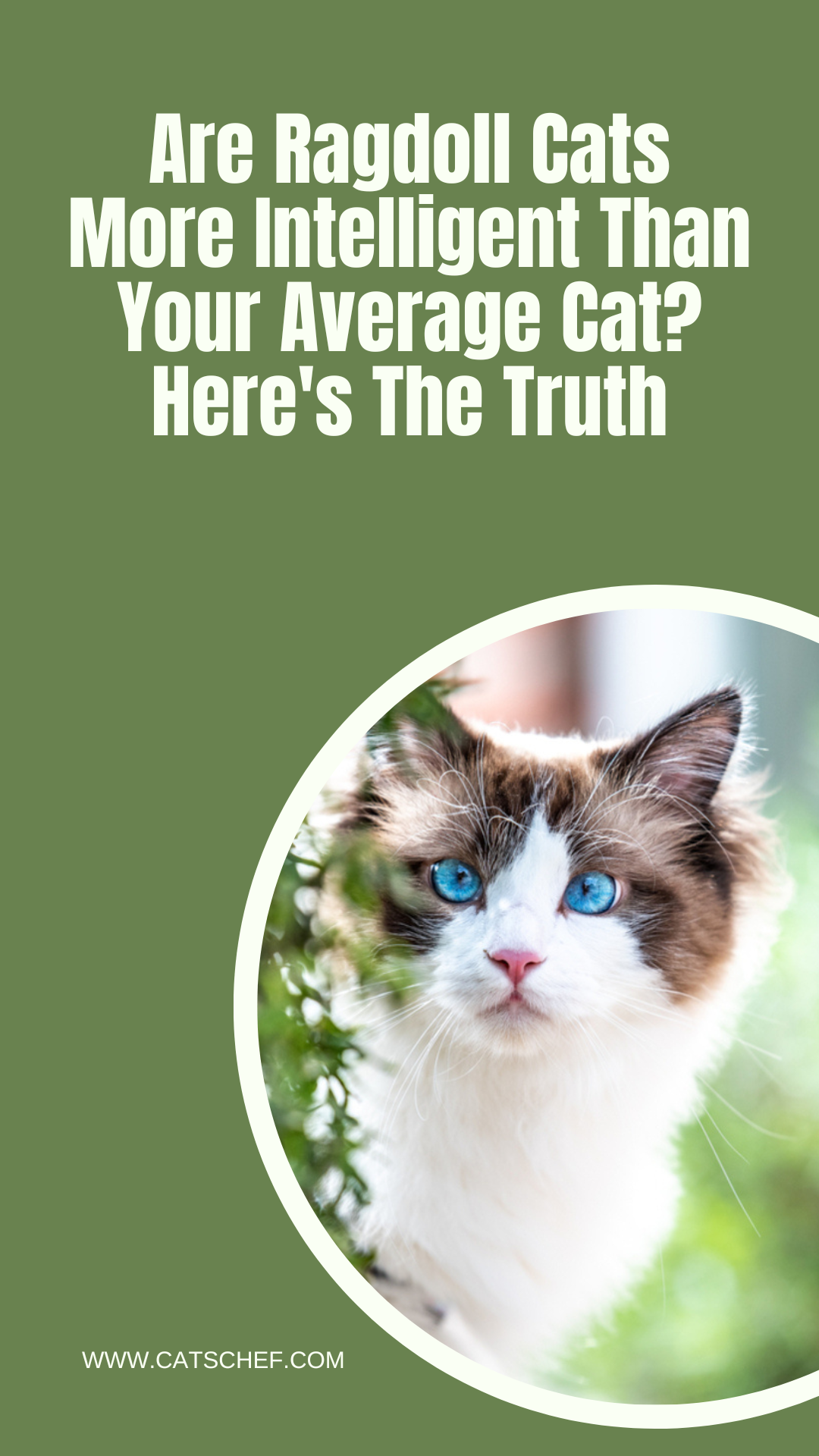 Are Ragdoll Cats More Intelligent Than Your Average Cat Heres The Truth 