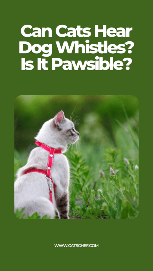 Can Cats Hear Dog Whistles? Is It Pawsible?