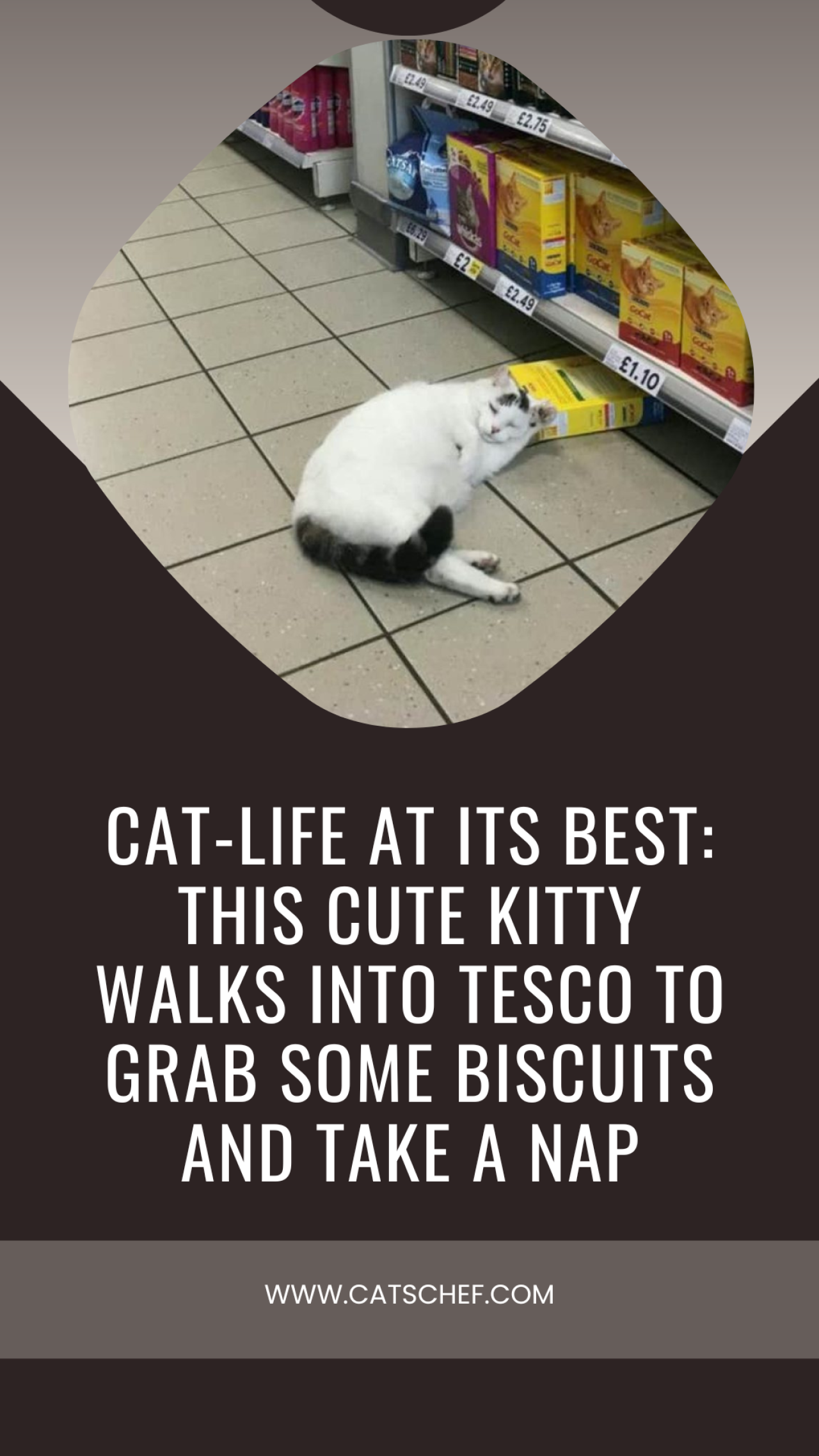 CatLife At Its Best This Cute Kitty Walks Into Tesco To Grab Some Biscuits And Take A Nap