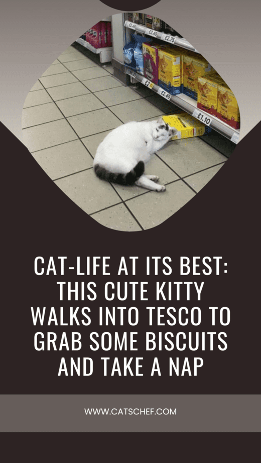 Kedi Yaşamının En Güzel Hali: Bu Sevimli Kedicik Bisküvi Almak ve Şekerleme Yapmak İçin Tesco'ya Giriyor