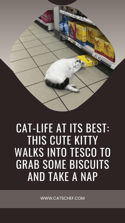 Cat-Life At Its Best: This Cute Kitty Walks Into Tesco To Grab Some Biscuits And Take A Nap