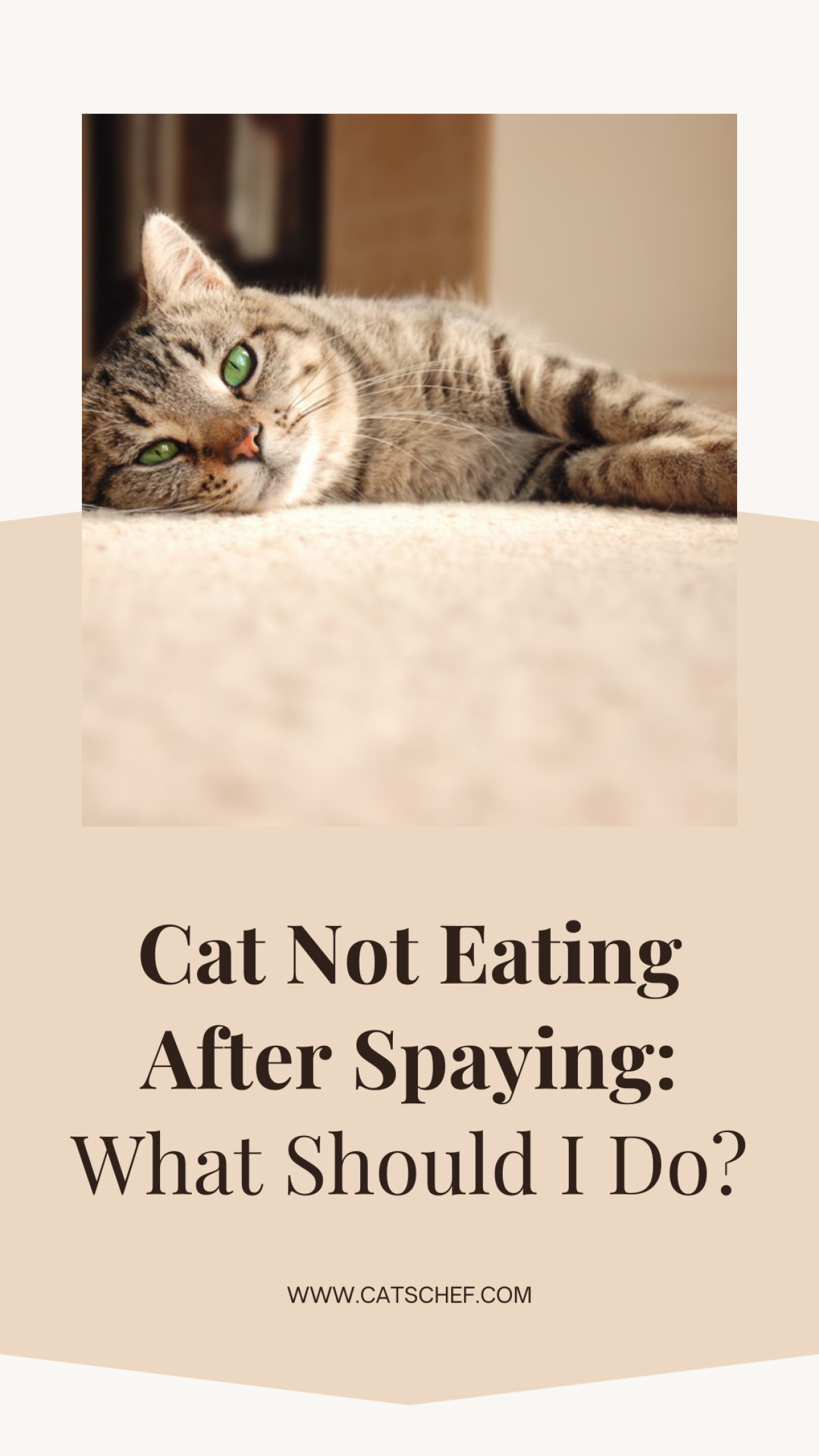 Cat Not Eating After Spaying What Should I Do?