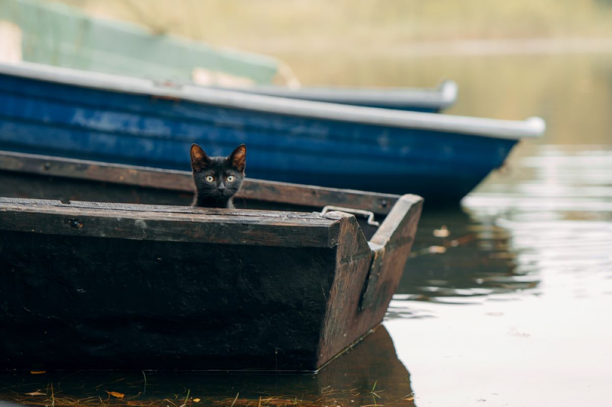 Teknedeki Kedi: Kedi Denizcinizi Nasıl Güvende Tutabilirsiniz?