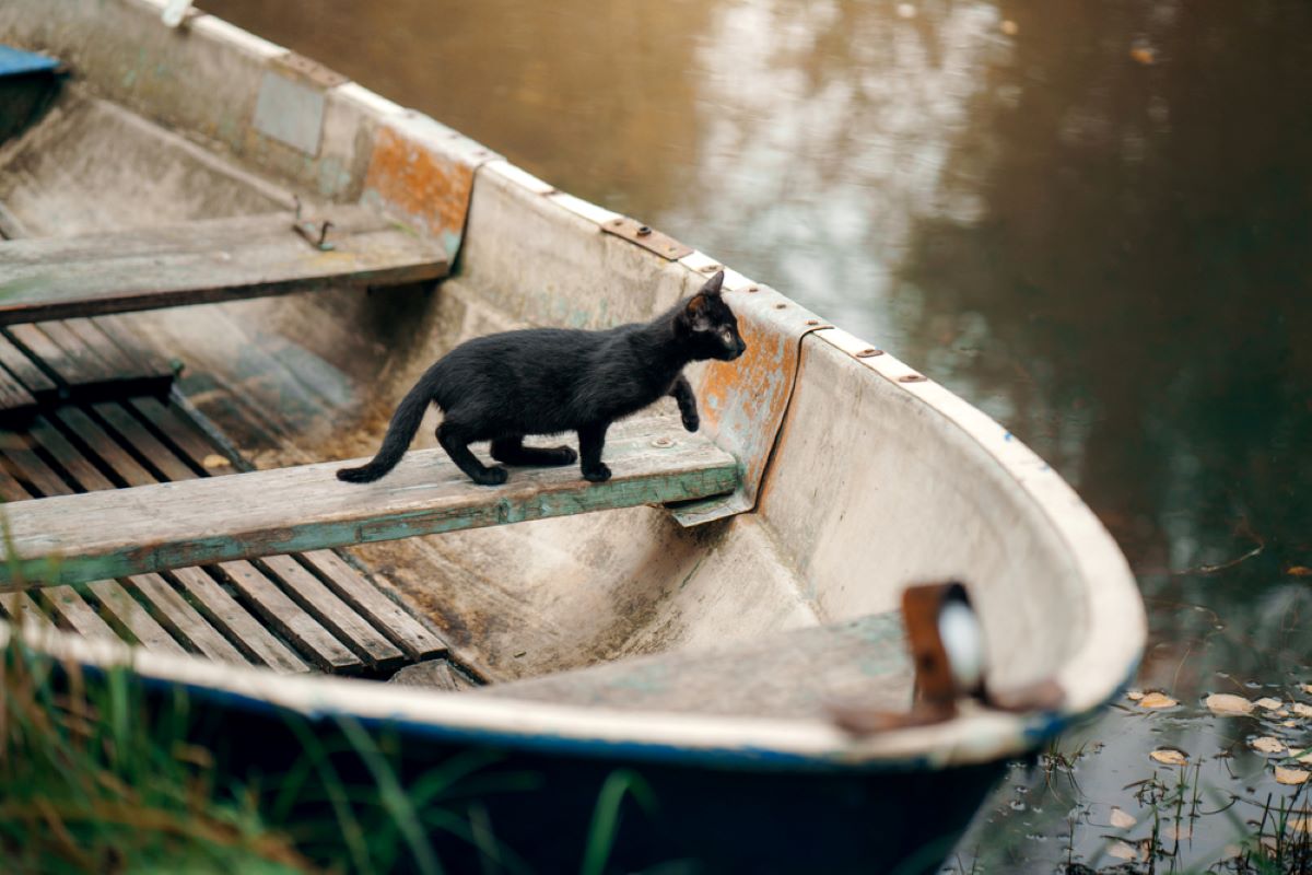 Cat On A Boat: How To Keep Your Feline Sailor Safe