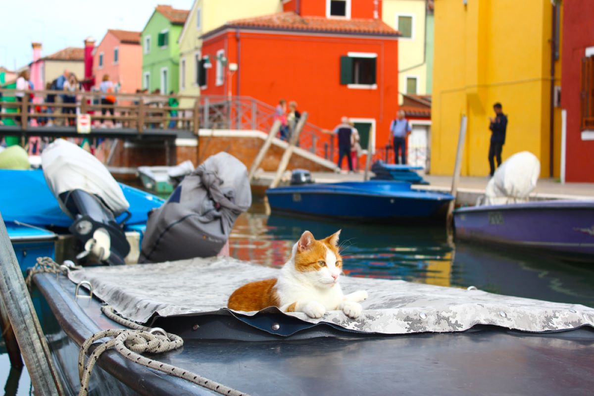 Cat On A Boat: How To Keep Your Feline Sailor Safe