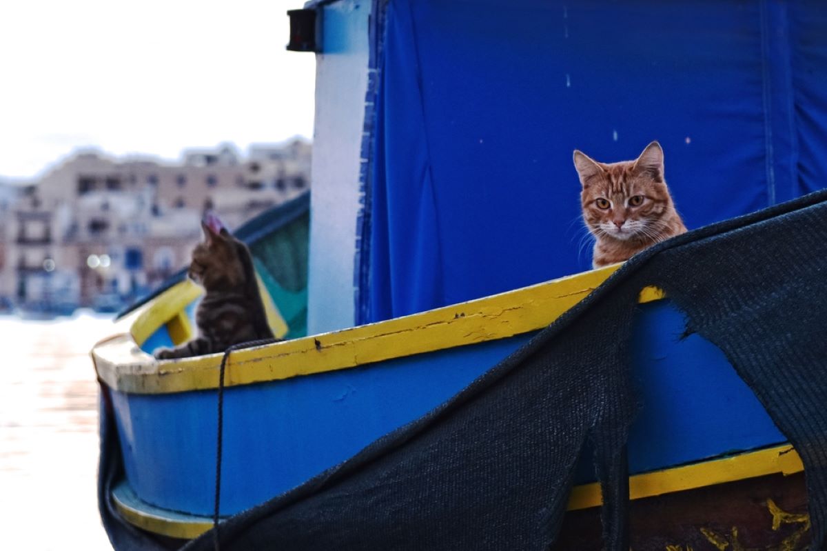 Cat On A Boat: How To Keep Your Feline Sailor Safe