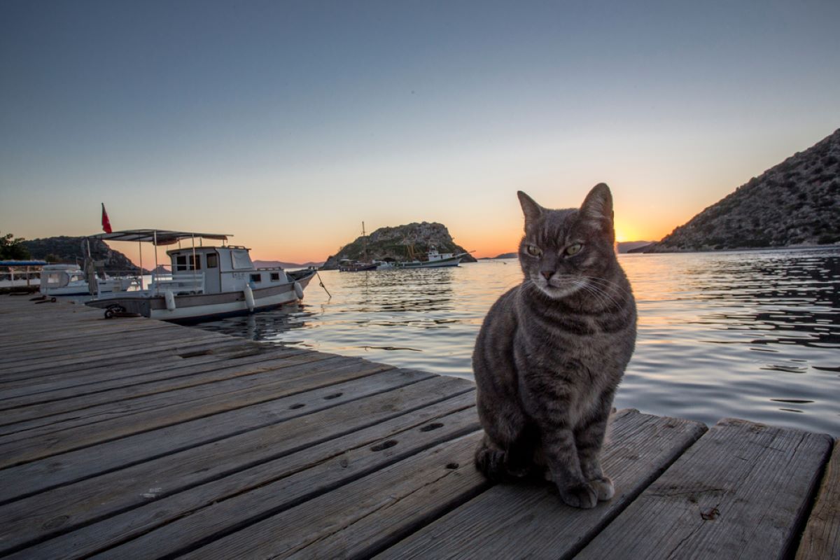 Cat On A Boat: How To Keep Your Feline Sailor Safe