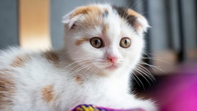 Cats And Static Electricity