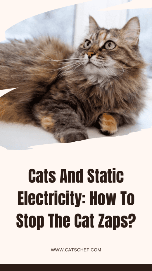 Cats And Static Electricity: How To Stop The Cat Zaps?