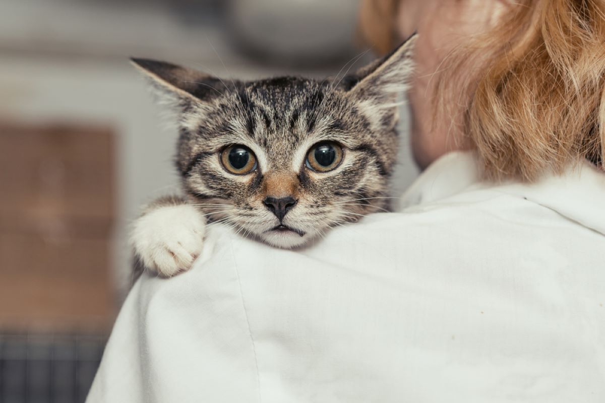 Daphne Gets Kicked To The Shelter Because Her Family Is Expecting A Baby