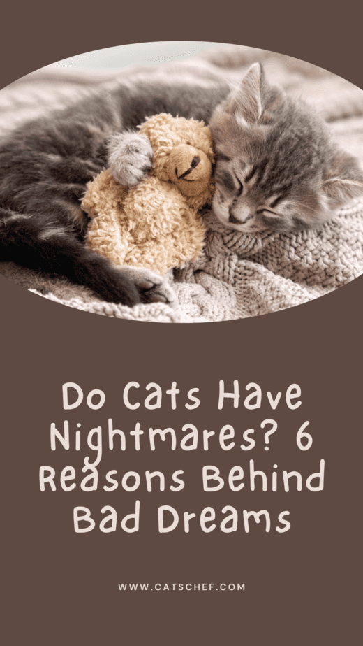 Do Cats Have Nightmares? 6 Reasons Behind Bad Dreams