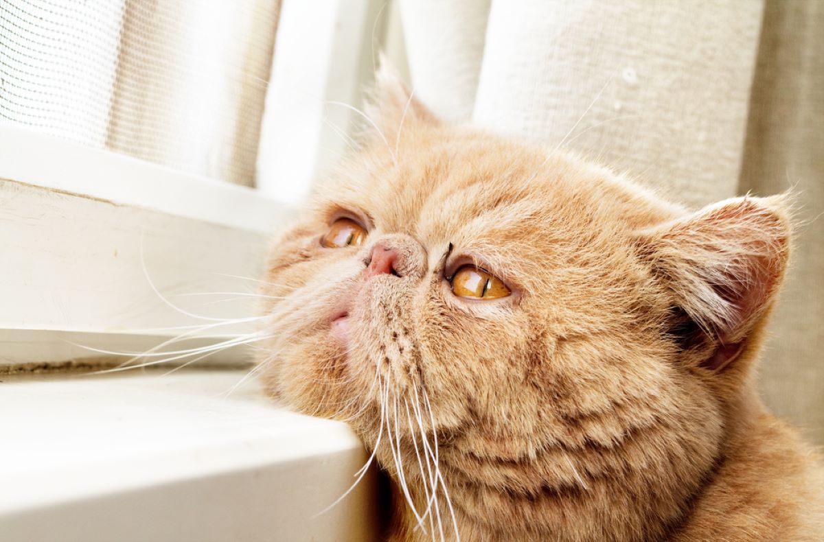 Do Cats Mourn 6 Ways They Cope With Loss