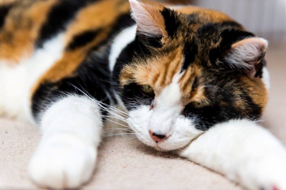 Do Cats Mourn? 6 Ways They Cope With Loss