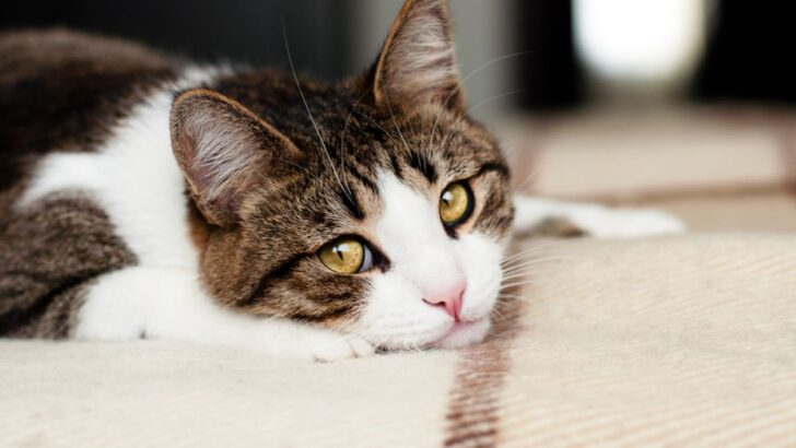 Do Cats Mourn? 6 Ways They Cope With Loss