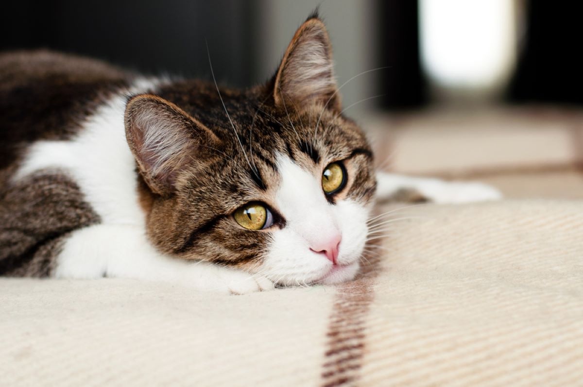 Do Cats Mourn 6 Ways They Cope With Loss