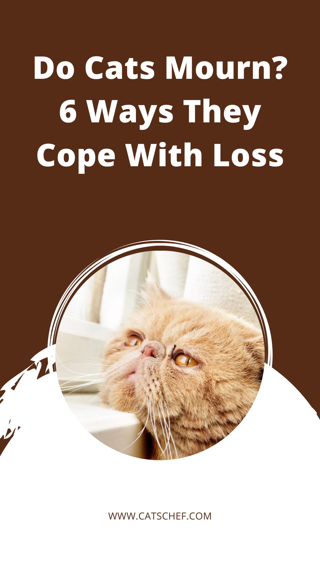 Do Cats Mourn? 6 Ways They Cope With Loss