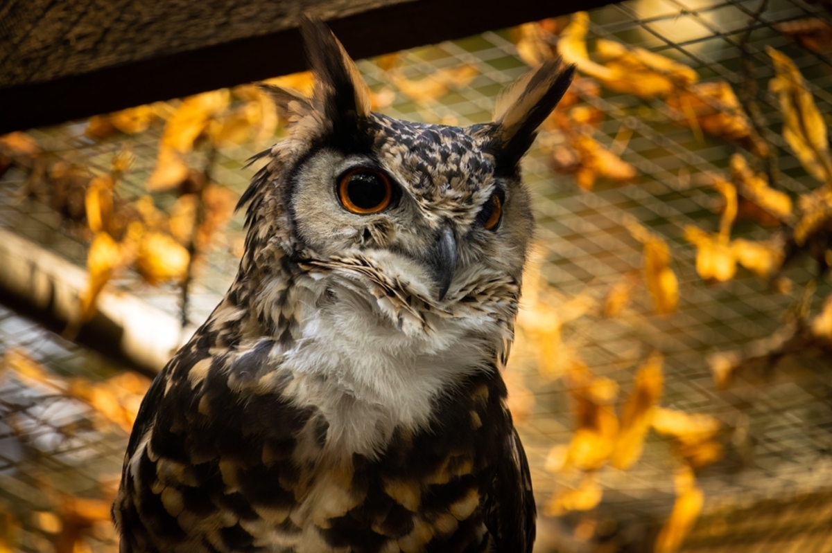 Do Owls Eat Cats Should I Worry About My Kitty