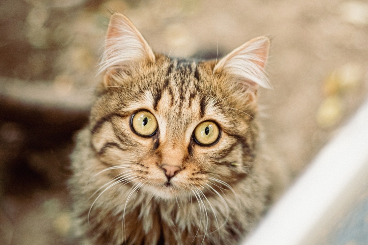 Baykuşlar Kedi Yer mi Kediciğim İçin Endişelenmeli miyim