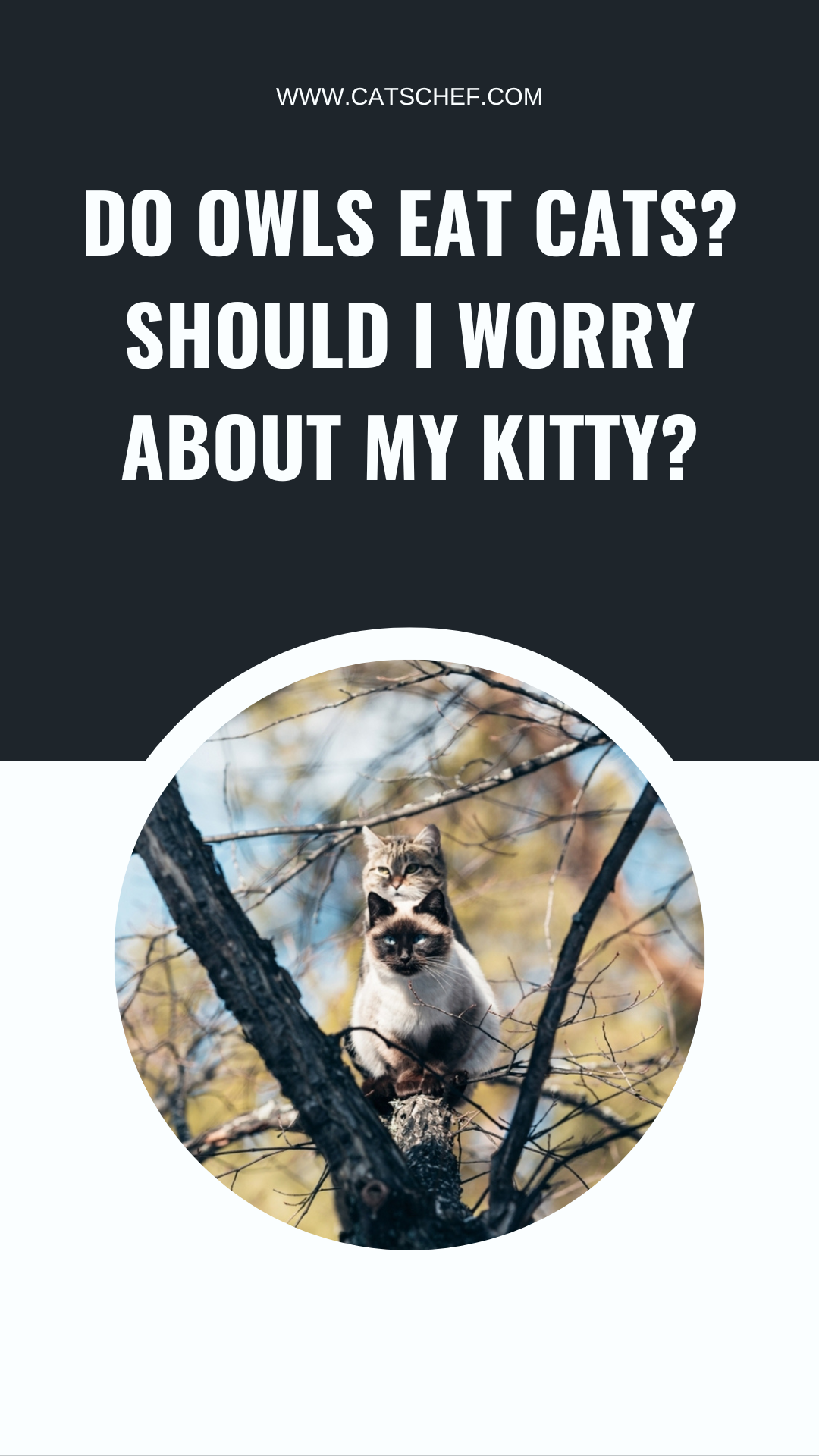 Do Owls Eat Cats? Should I Worry About My Kitty?