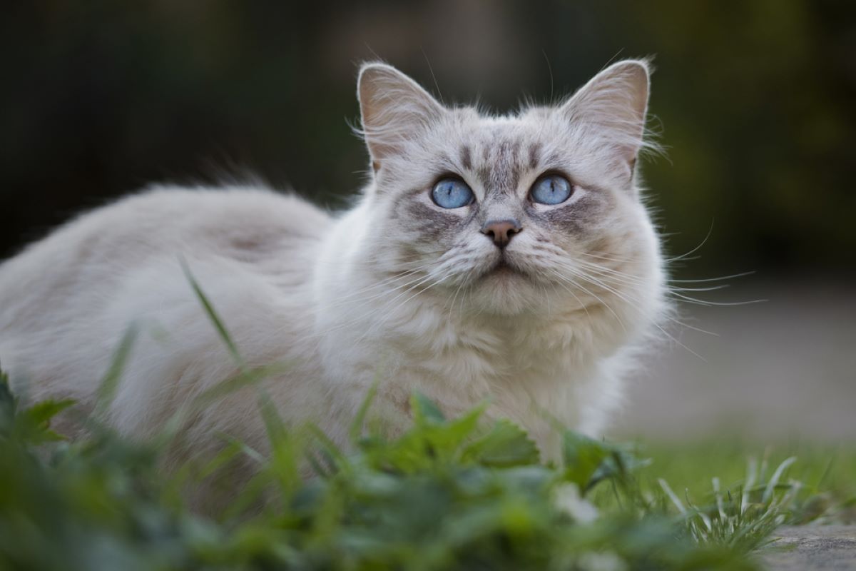 Do Ragdoll Cats Need A Buddy Or Do They Enjoy Living Alone?