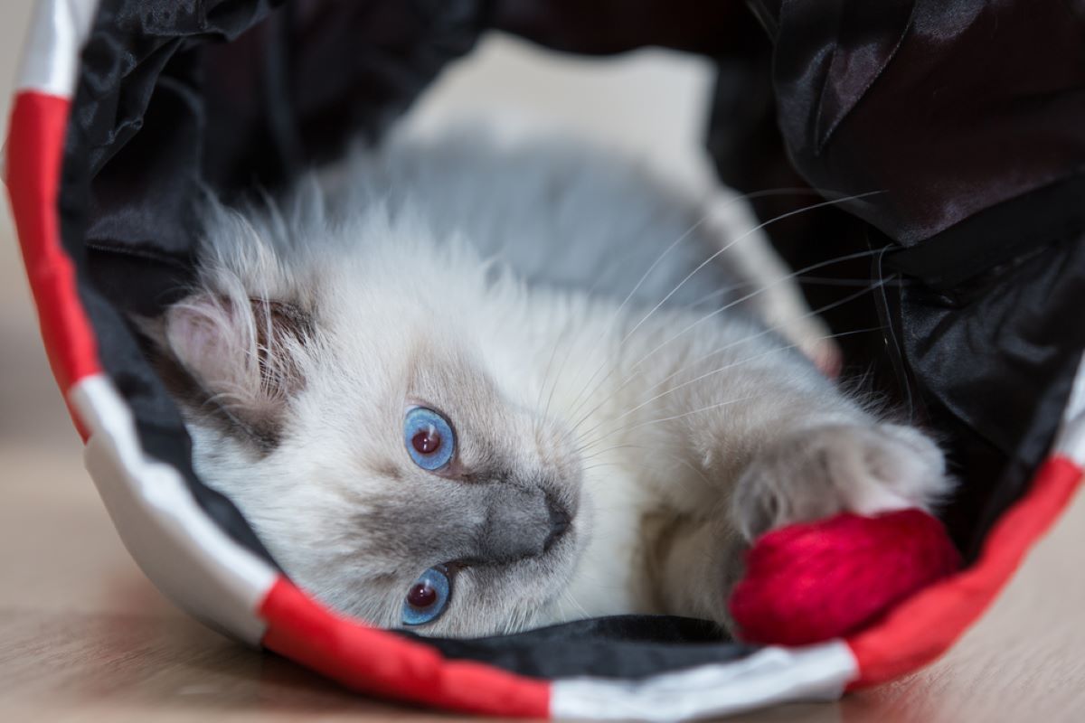 Do Ragdoll Cats Need A Buddy Or Do They Enjoy Living Alone?