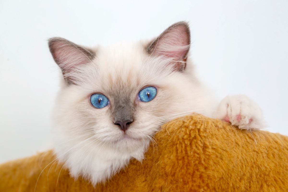 Do Ragdoll Cats Need A Buddy Or Do They Enjoy Living Alone?