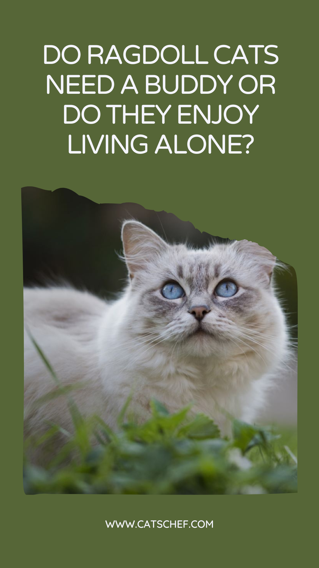 Ragdoll Kedilerin Bir Arkadaşa İhtiyacı Var mı Yoksa Yalnız Yaşamaktan Hoşlanıyorlar mı?