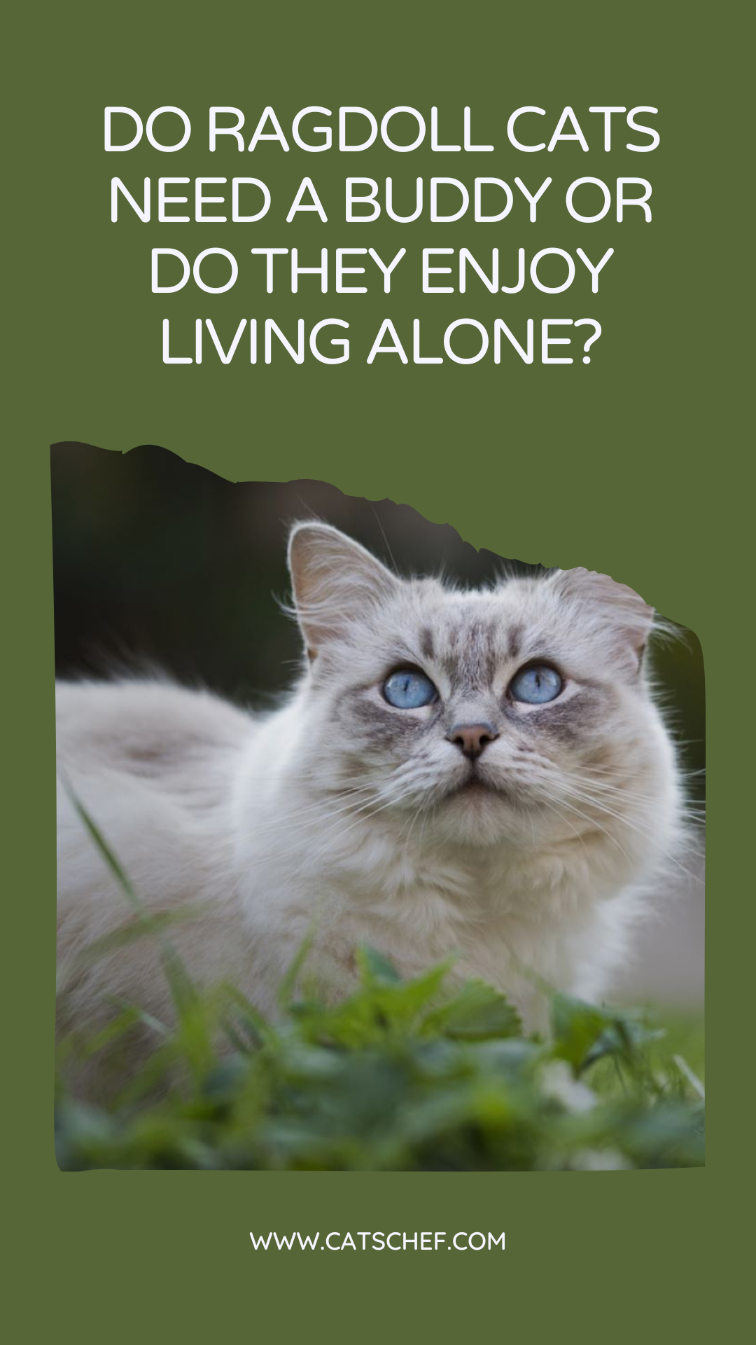 Do Ragdoll Cats Need A Buddy Or Do They Enjoy Living Alone?