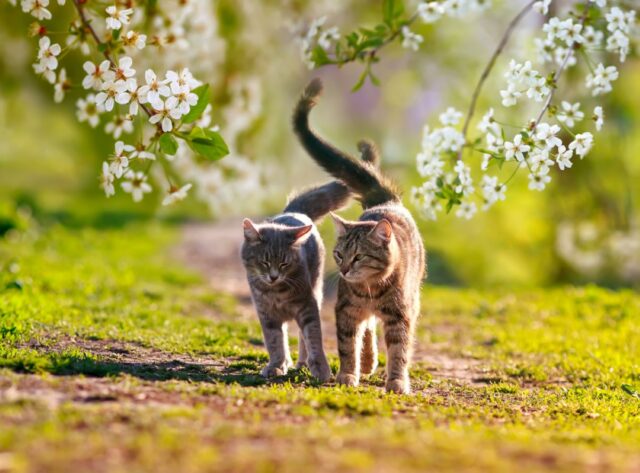 How Do Cats Greet Each Other Unraveling The Truth