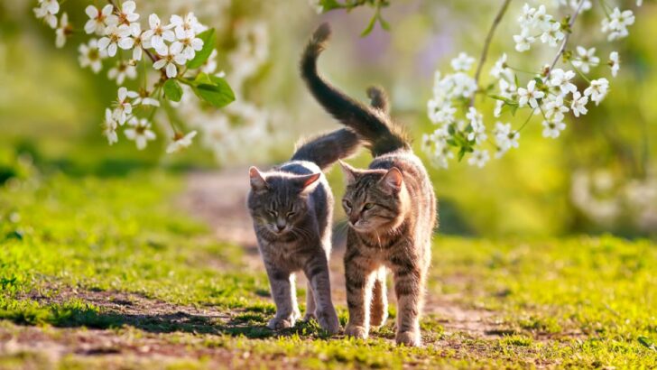 How Do Cats Greet Each Other? Unraveling The Truth