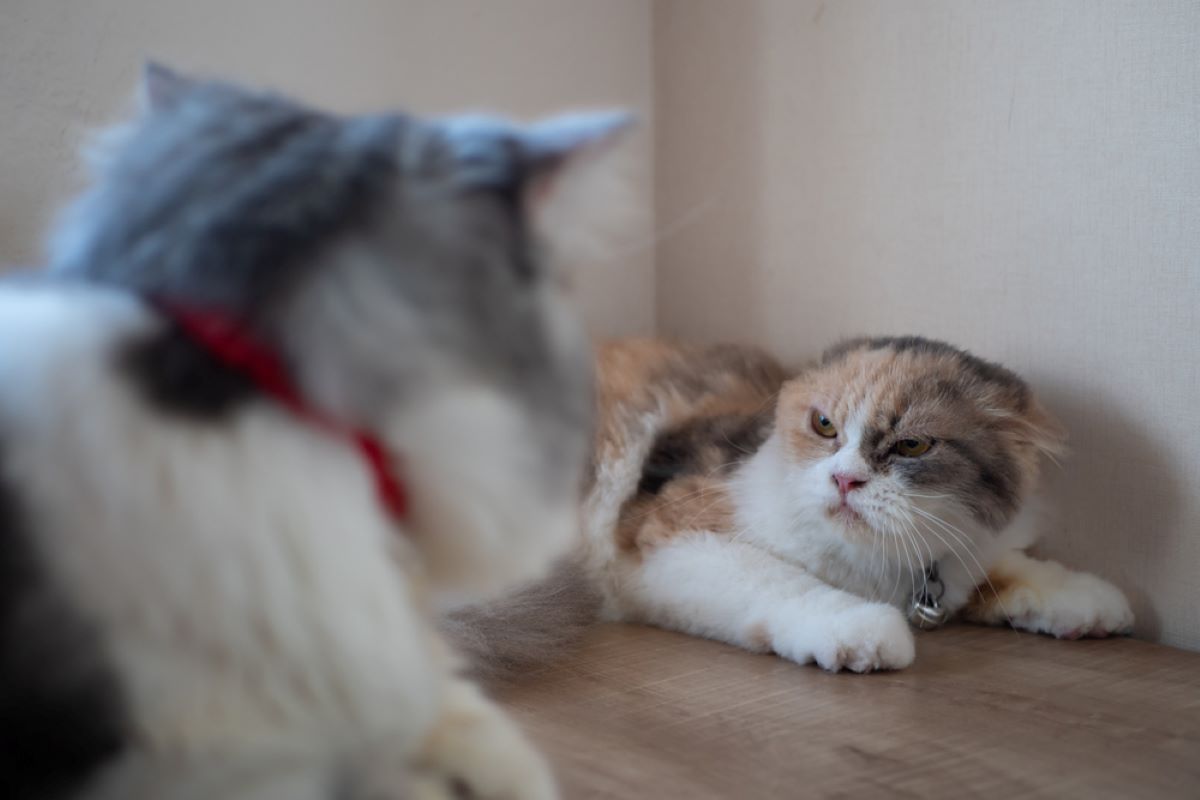 How Do Cats Greet Each Other? Unraveling The Truth