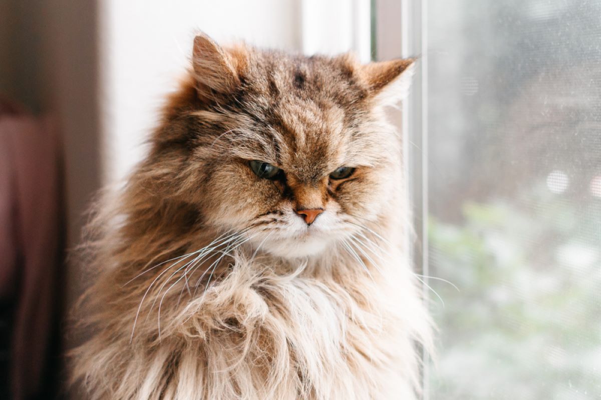 How Do Persian Cats Show Love? 9 Signs Of Affection