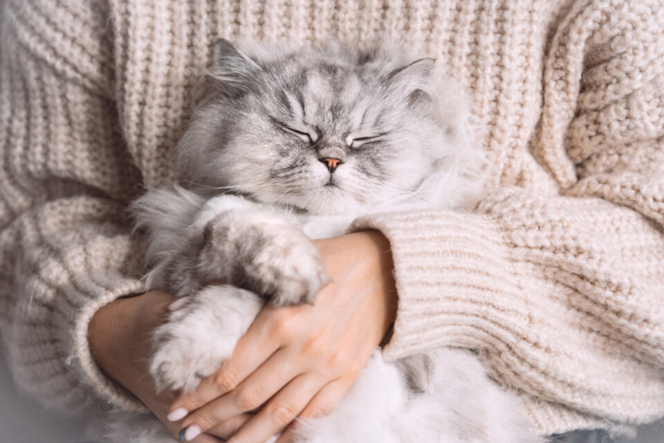 How Do Persian Cats Show Love? 9 Signs Of Affection