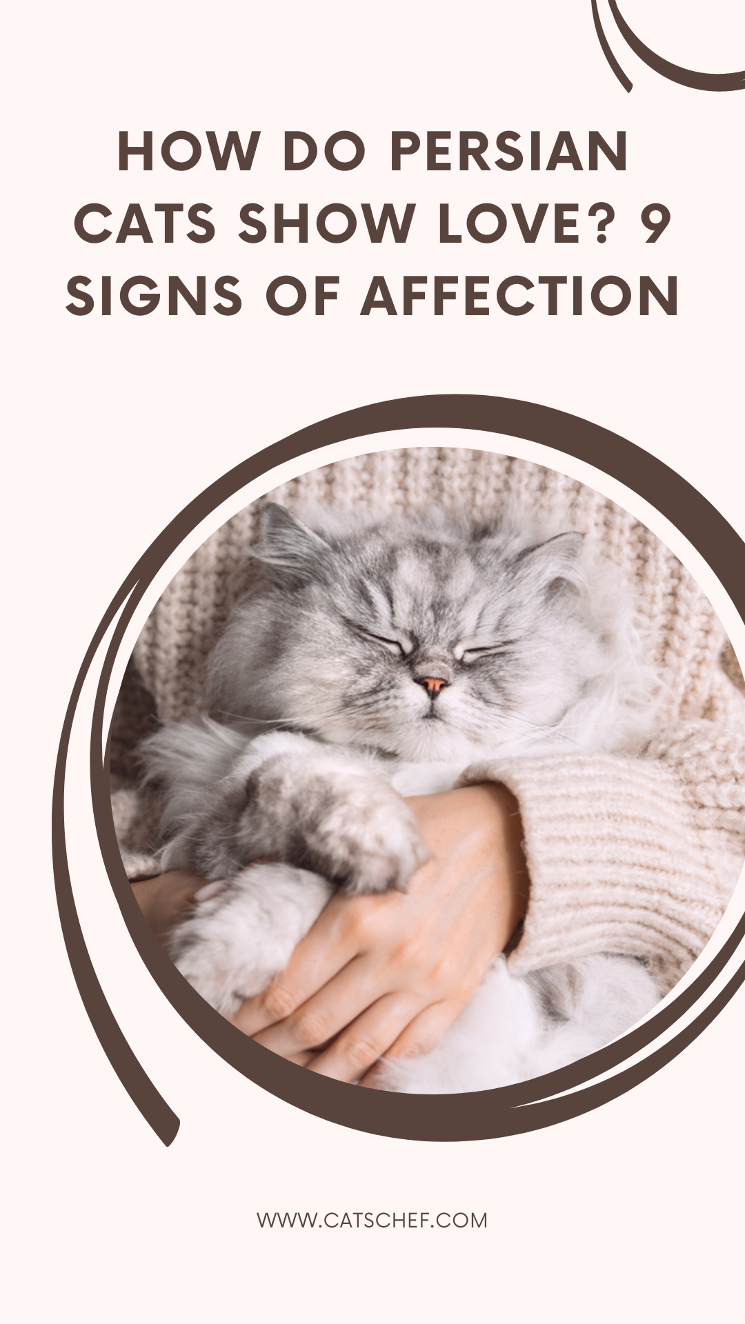 How Do Persian Cats Show Love? 9 Signs Of Affection