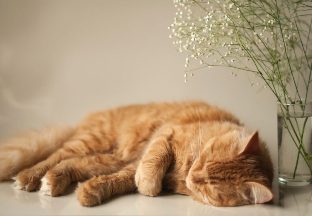 Is Baby's Breath Toxic To Cats? A Whiff Of Poison Or Not?