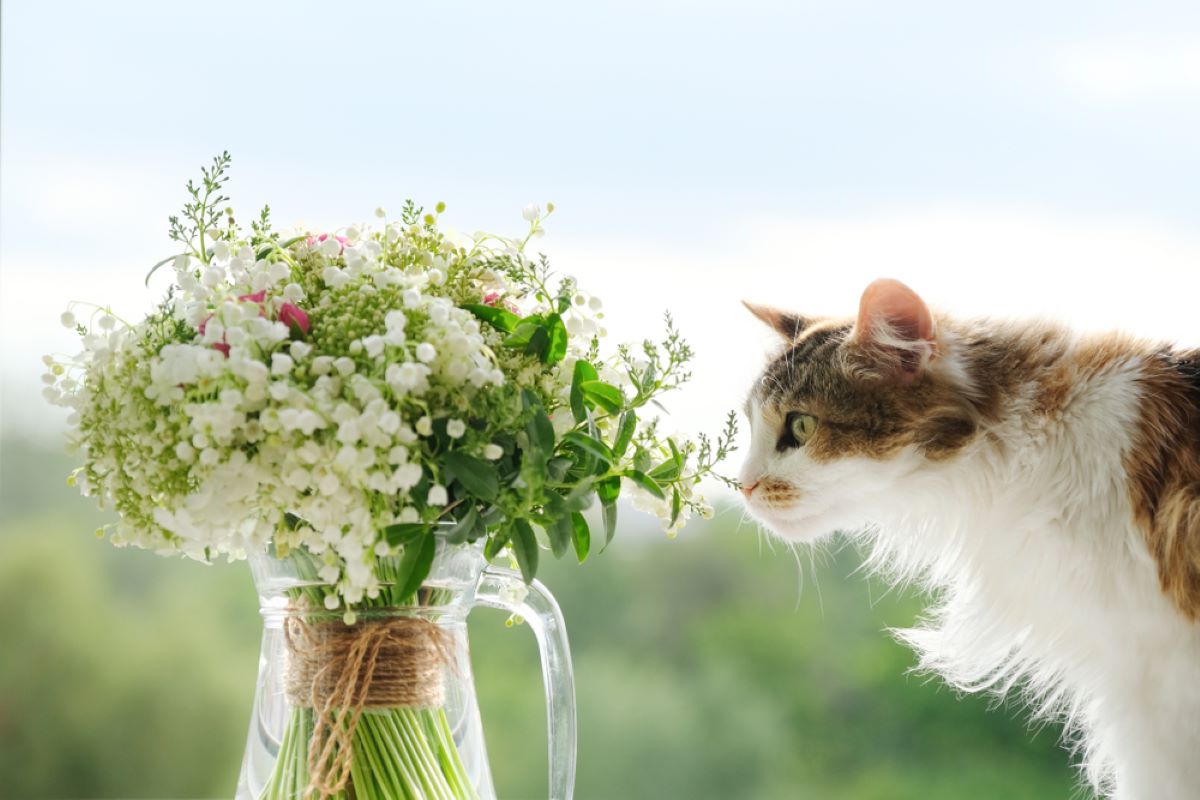Is Baby's Breath Toxic To Cats? A Whiff Of Poison Or Not?