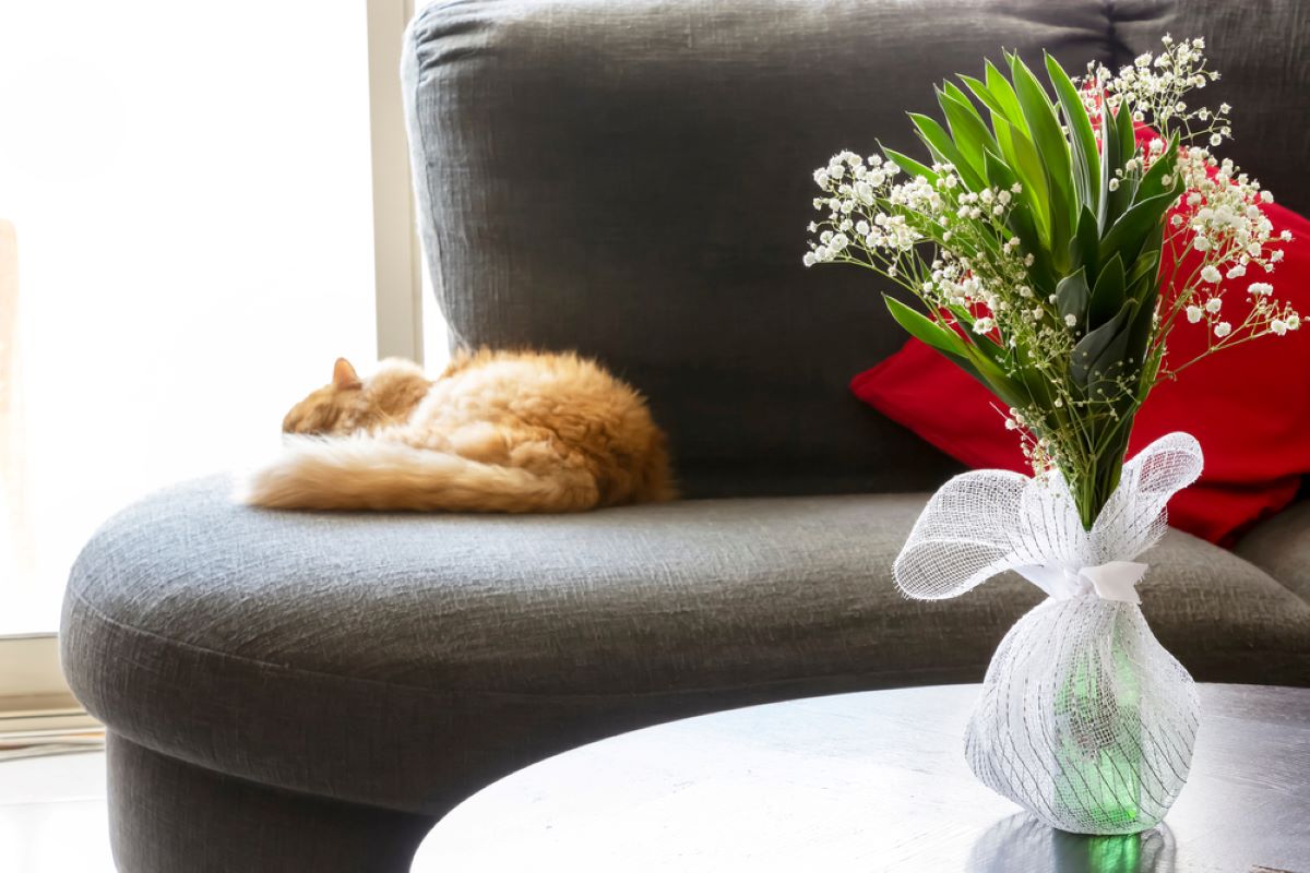 Is Baby's Breath Toxic To Cats? A Whiff Of Poison Or Not?