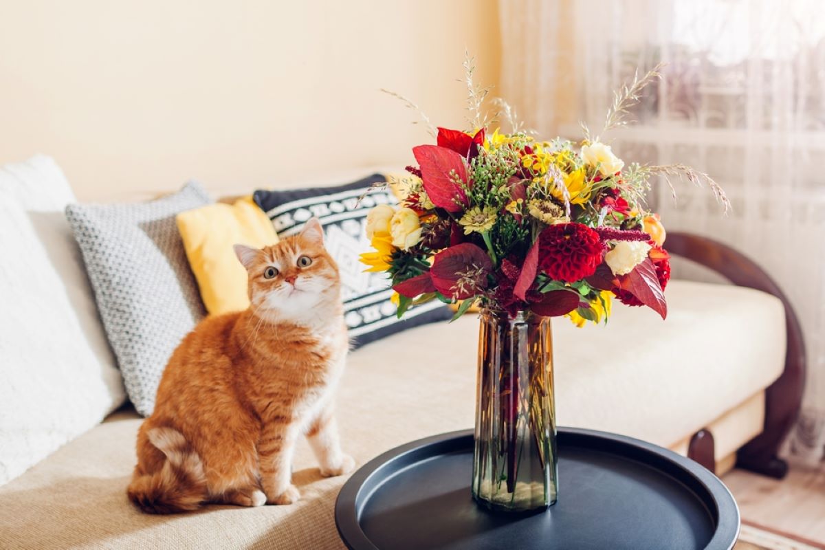 Is Baby's Breath Toxic To Cats? A Whiff Of Poison Or Not?