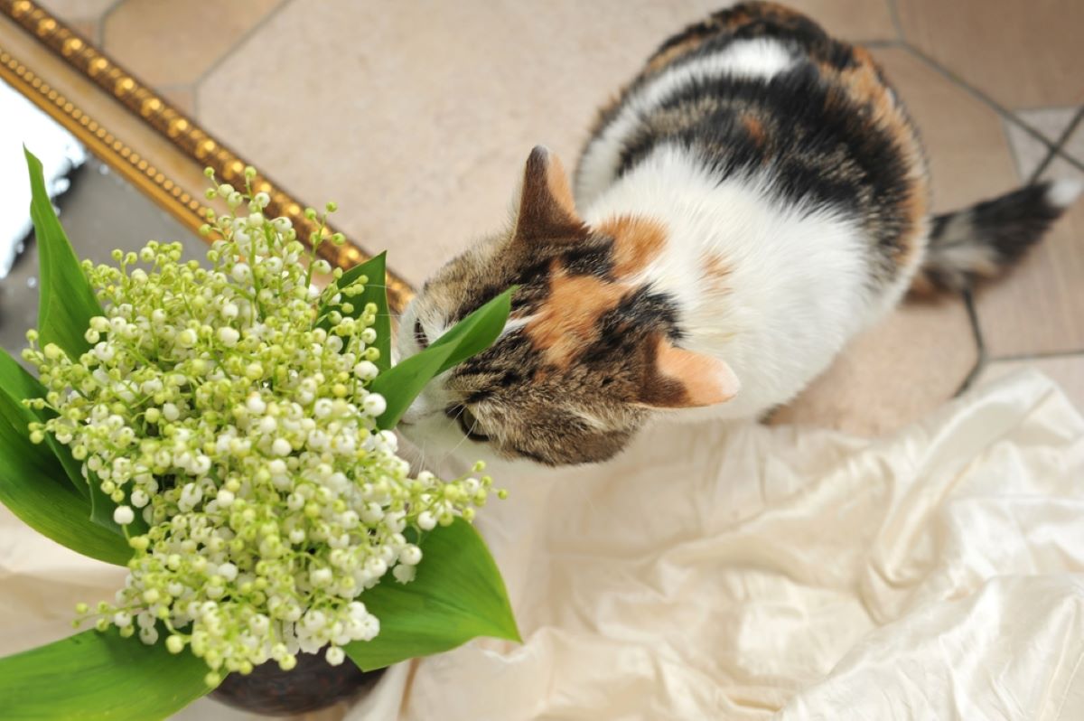 Is Baby's Breath Toxic To Cats? A Whiff Of Poison Or Not?