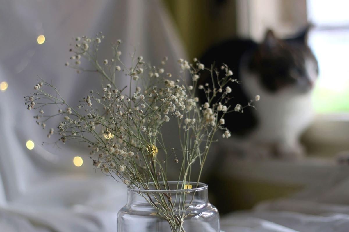 Is Baby's Breath Toxic To Cats A Whiff Of Poison Or Not