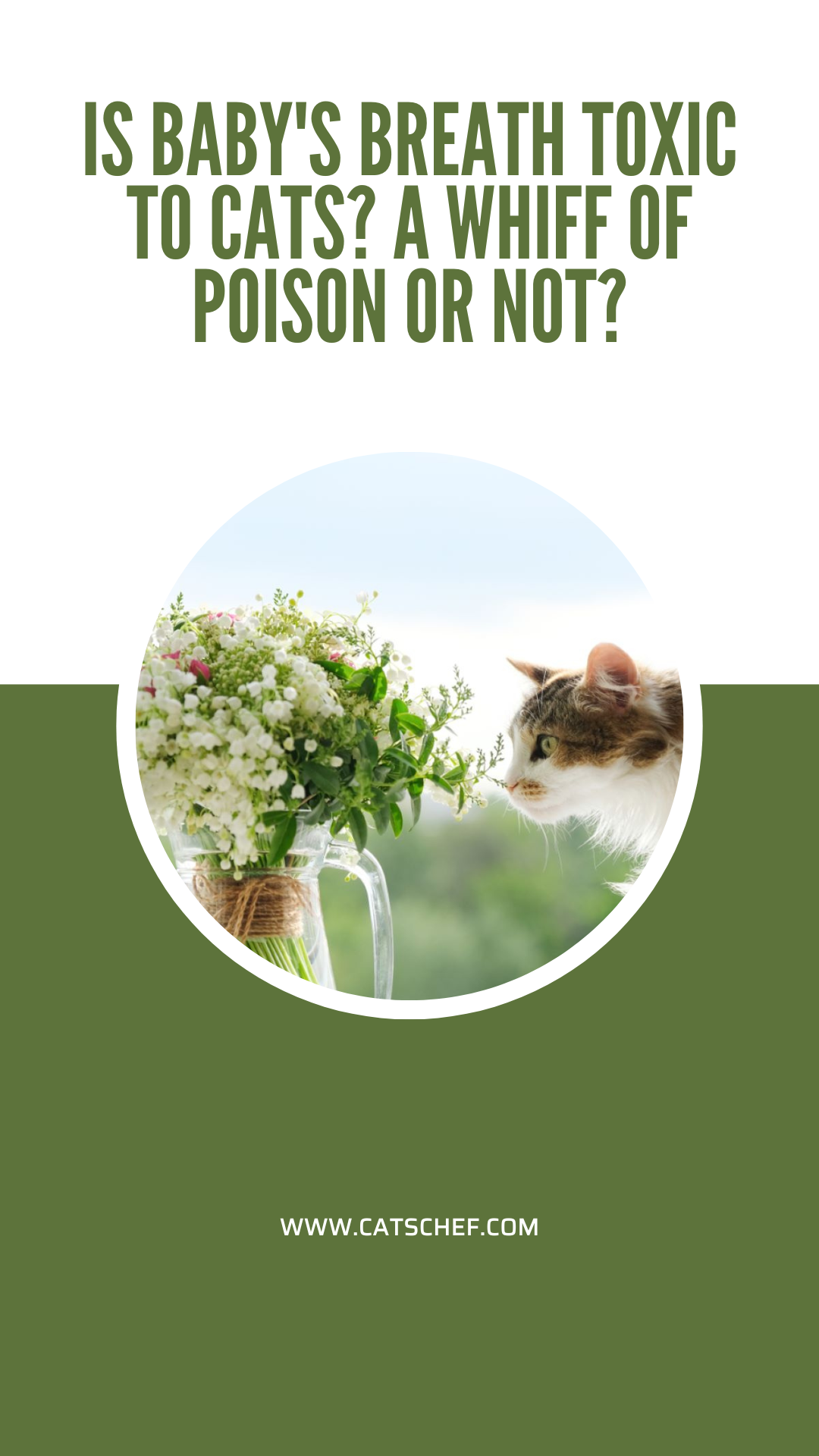 Is Baby's Breath Toxic To Cats? A Whiff Of Poison Or Not?