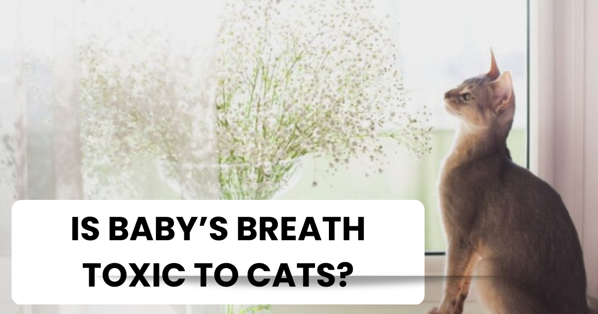 Is Baby's Breath Toxic To Cats