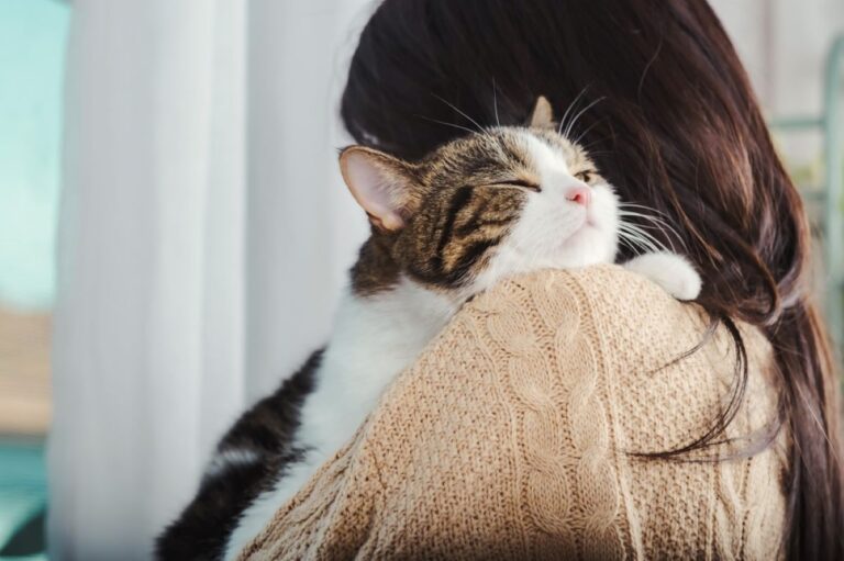 Making Your Dreams Come True 7 Ways To Get Your Cat To Cuddle