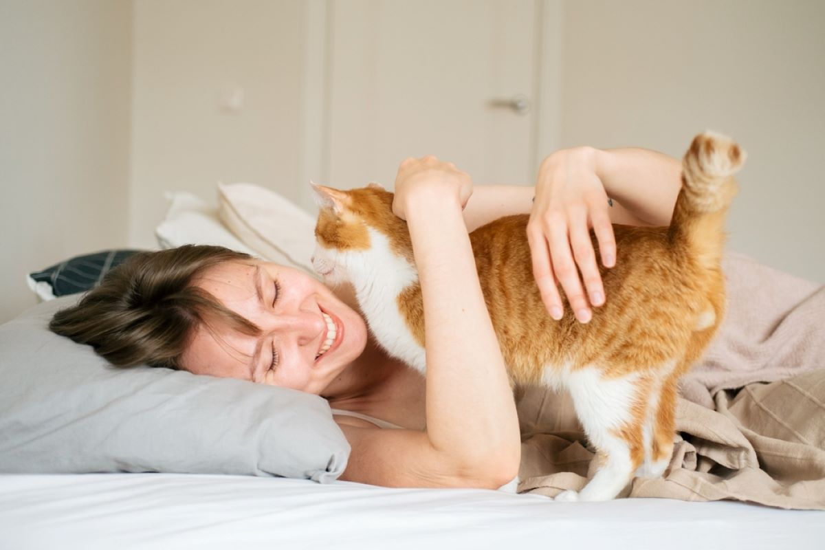 Making Your Dreams Come True 7 Ways To Get Your Cat To Cuddle