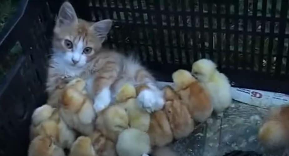 Maternal Instinct Or What: This Adorable Cat Takes Care Of Baby Chicks ...