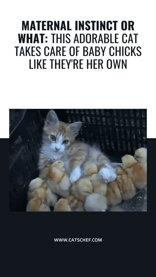 Maternal Instinct Or What: This Adorable Cat Takes Care Of Baby Chicks Like They're Her Own