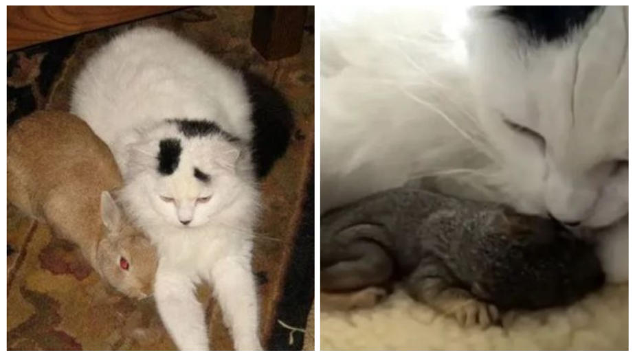 Mimi, The Squirrel Savior: A Kind Cat Adopts Two Squirrels And Treats Them As Her Own Babies