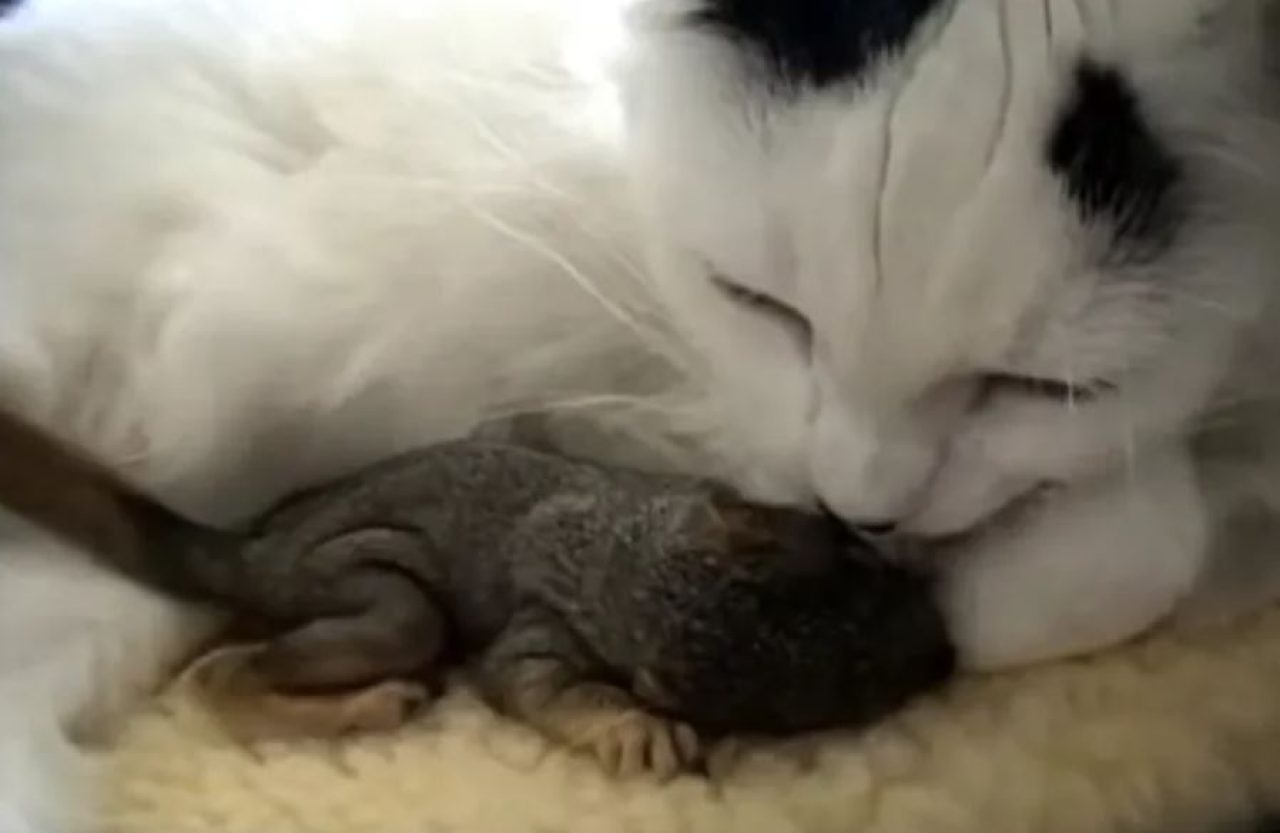 Mimi, Sincap Kurtarıcı: Nazik Bir Kedi İki Sincabı Evlat Ediniyor ve Onlara Kendi Bebekleri Gibi Davranıyor