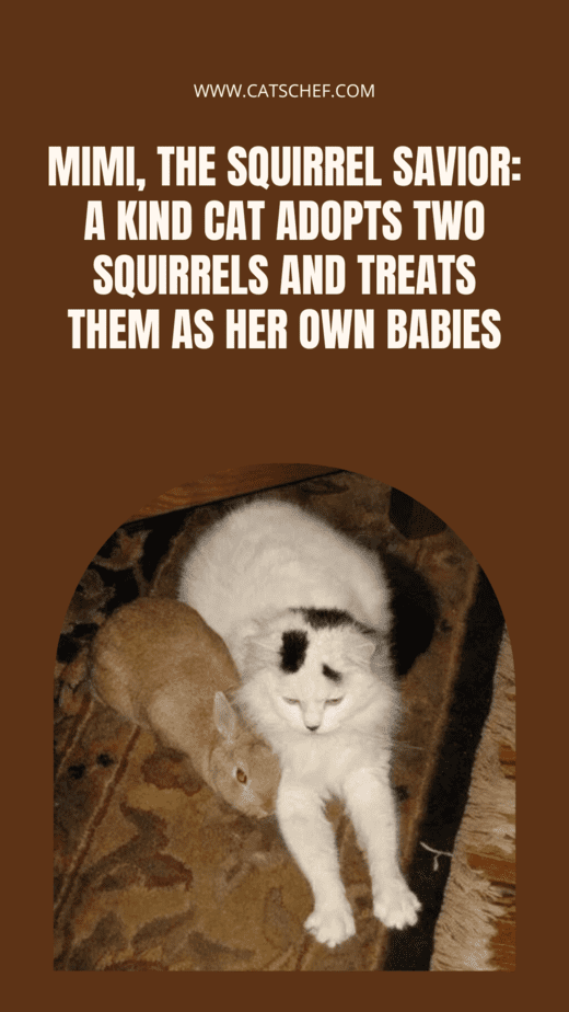 Mimi, The Squirrel Savior: A Kind Cat Adopts Two Squirrels And Treats Them As Her Own Babies